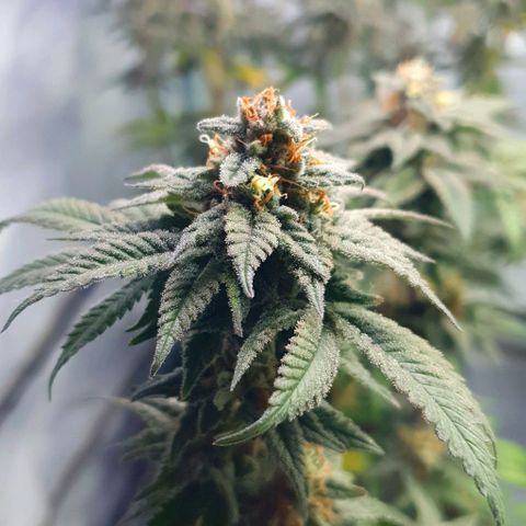 Moby D - BSF growlog timeline photo