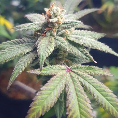 Apple Pie - Insa Seeds growlog timeline photo