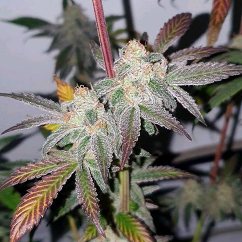 Petroleum - Sweed Lab growlog timeline photo