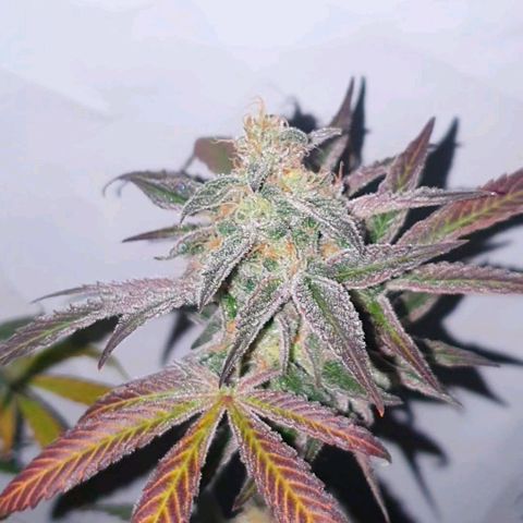 Petroleum - Sweed Lab growlog timeline photo