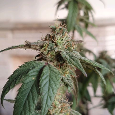 Y Griega CBD 2.0 - Medical Seeds growlog timeline photo