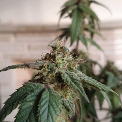 Y Griega CBD 2.0 - Medical Seeds growlog timeline photo