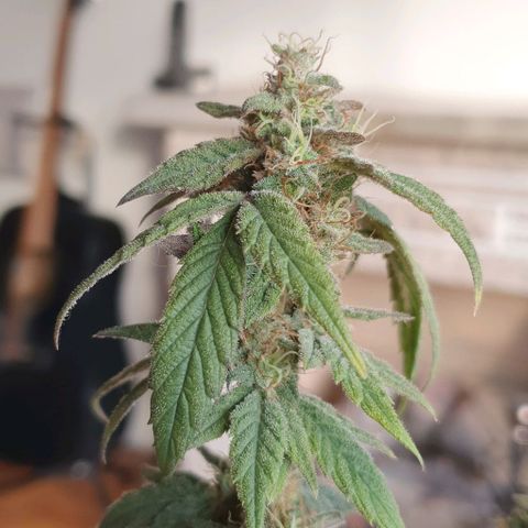 Y Griega CBD 2.0 - Medical Seeds growlog timeline photo