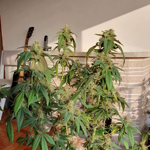 Y Griega CBD 2.0 - Medical Seeds growlog timeline photo