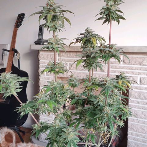 Moby D - BSF growlog timeline photo