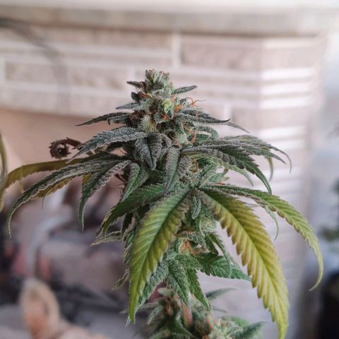 Moby D - BSF growlog timeline photo