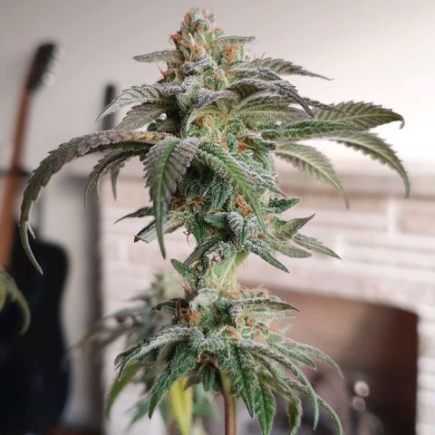 Moby D - BSF growlog timeline photo