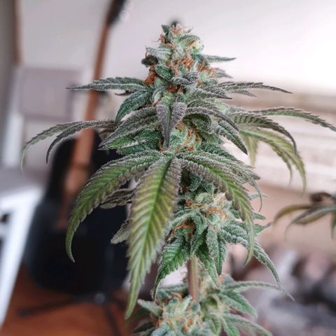 Moby D - BSF growlog timeline photo