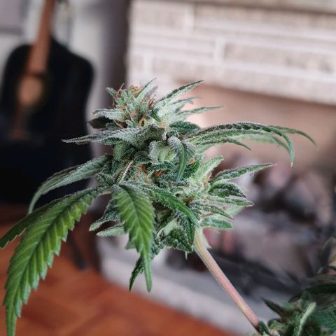 Moby D - BSF growlog timeline photo