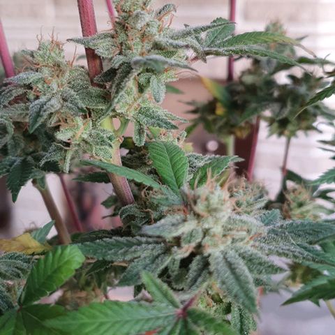 Apple Pie - Insa Seeds growlog timeline photo