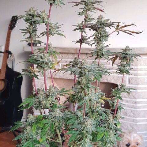 Apple Pie - Insa Seeds growlog timeline photo
