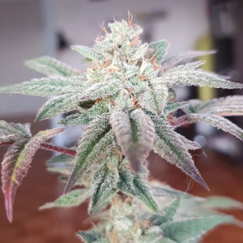 Apple Pie - Insa Seeds growlog timeline photo