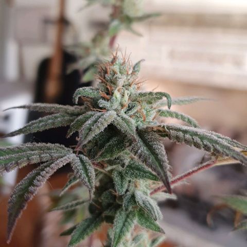 Apple Pie - Insa Seeds growlog timeline photo