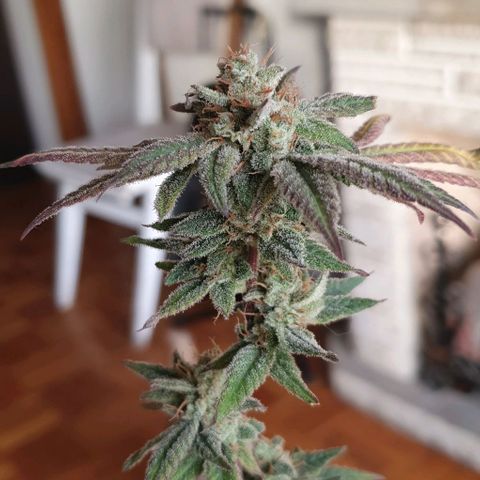 Apple Pie - Insa Seeds growlog timeline photo