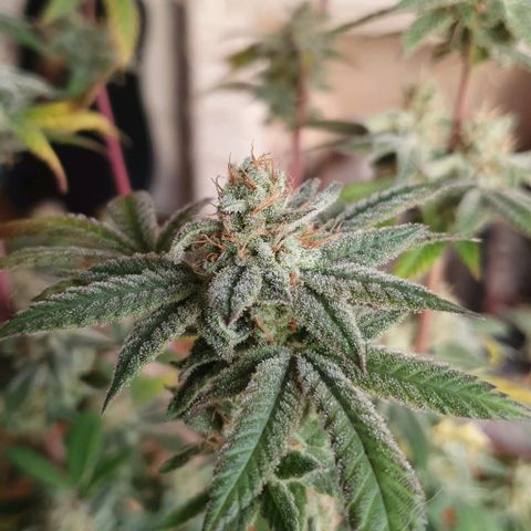 Apple Pie - Insa Seeds growlog timeline photo