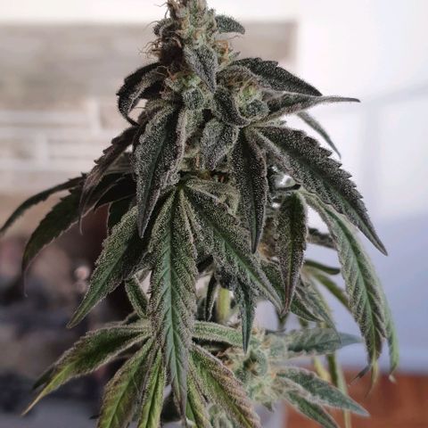 Petroleum - Sweed Lab growlog timeline photo