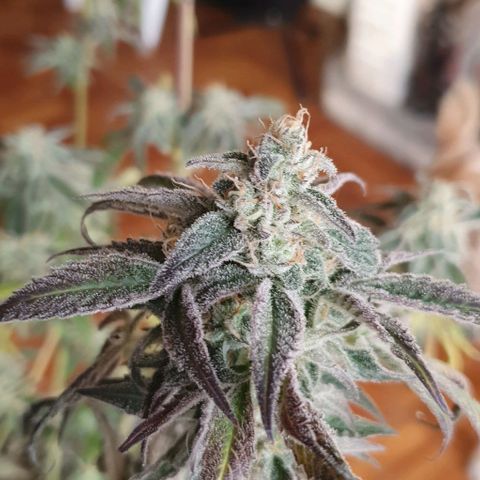 Petroleum - Sweed Lab growlog timeline photo