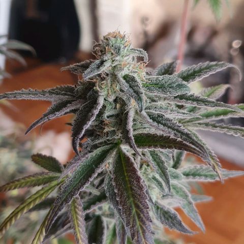 Petroleum - Sweed Lab growlog timeline photo
