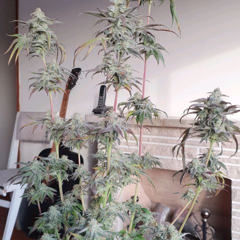 Petroleum - Sweed Lab growlog timeline photo