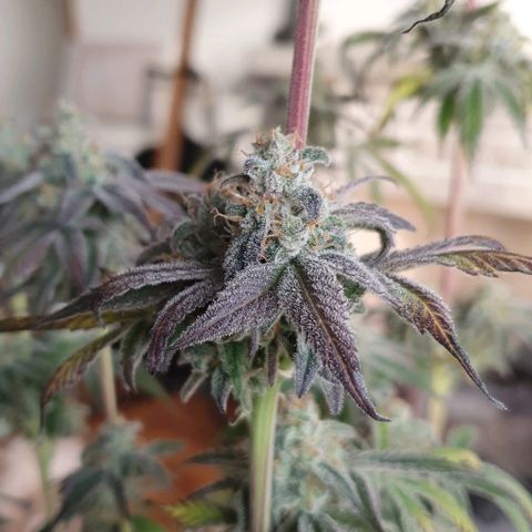 Petroleum - Sweed Lab growlog timeline photo