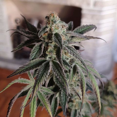 Petroleum - Sweed Lab growlog timeline photo