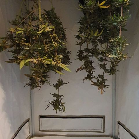 Apple Pie - Insa Seeds growlog timeline photo