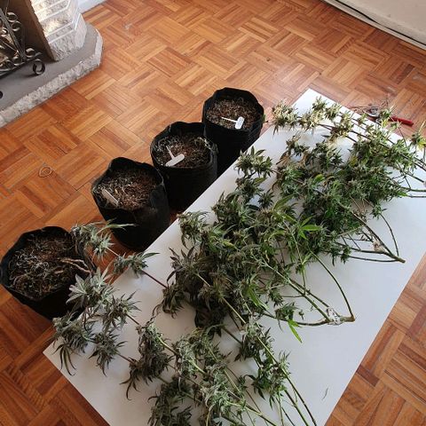 Apple Pie - Insa Seeds growlog timeline photo