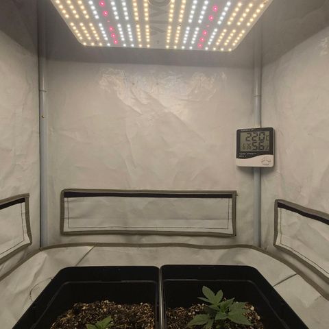 Champaña growlog timeline photo