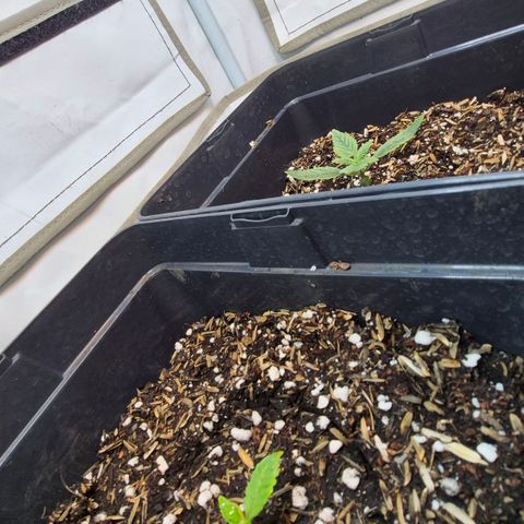 Champaña growlog timeline photo