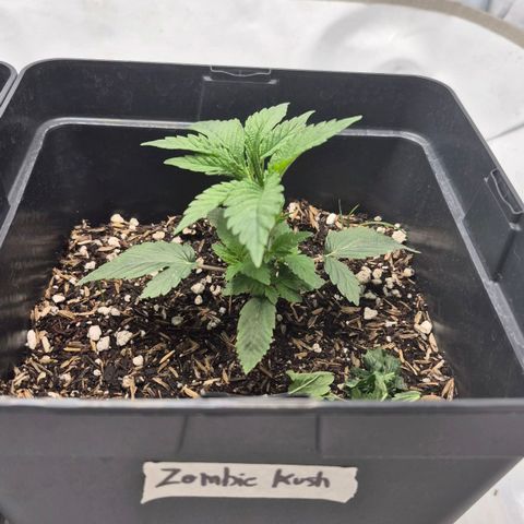 Zombie Kush growlog timeline photo
