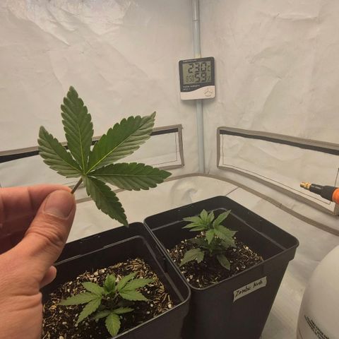 Champaña growlog photo: Solo a Zombie Kush se le hizo defoliación 