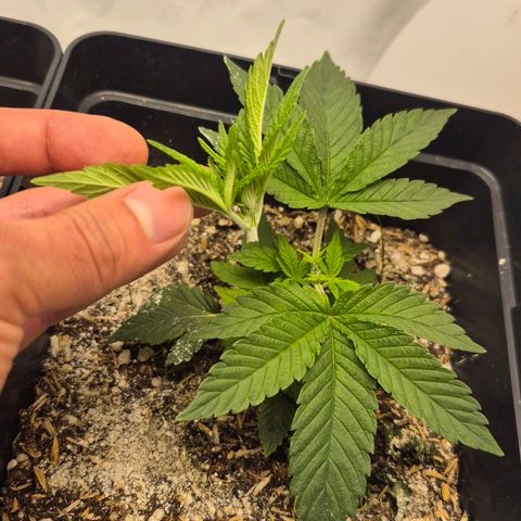 Zombie Kush growlog timeline photo