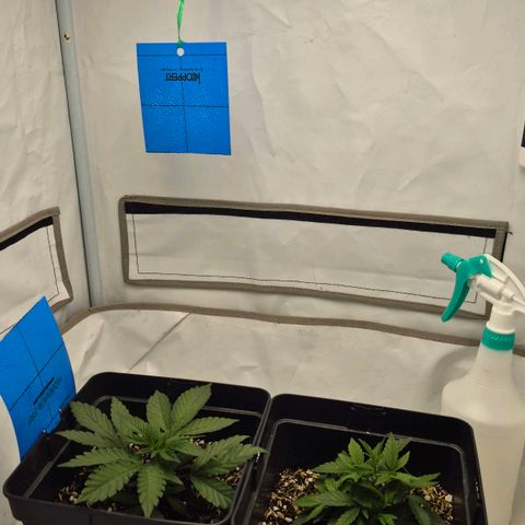 Champaña growlog photo: Poda foliar en zombie kush