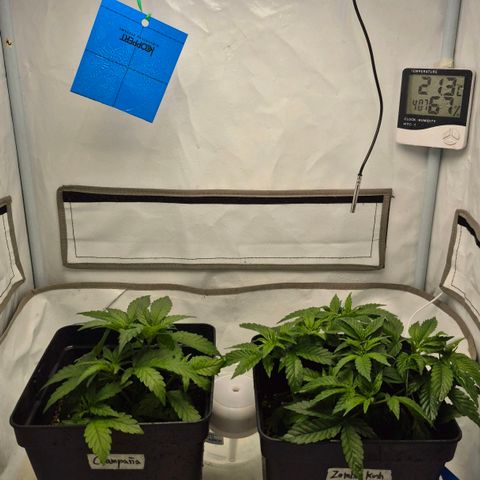 Champaña growlog timeline photo