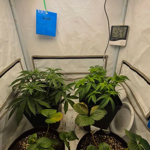 Champaña growlog timeline photo