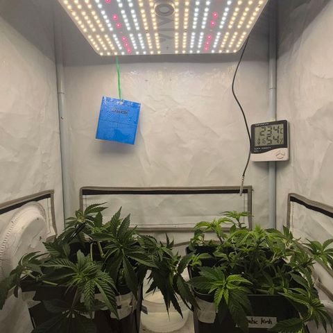 Champaña growlog timeline photo