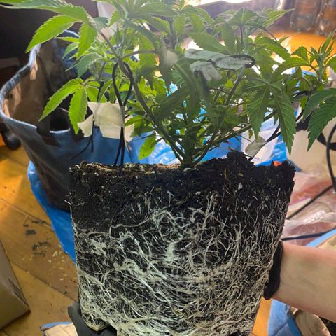 Zombie Kush growlog timeline photo