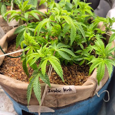 Zombie Kush growlog timeline photo