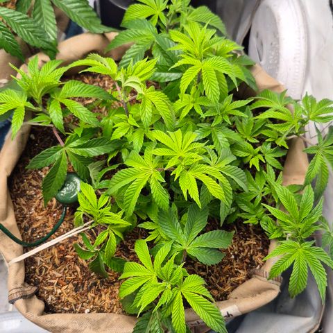 Zombie Kush growlog timeline photo