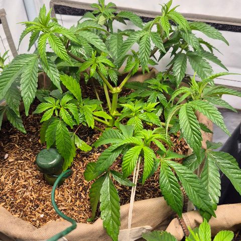 Champaña growlog timeline photo