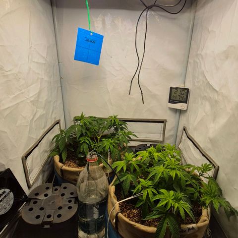 Champaña growlog timeline photo