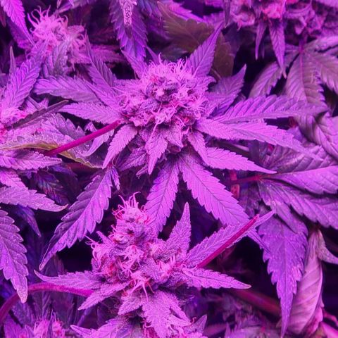 Ed Rosenthal Super Bud growlog photo: Blüte