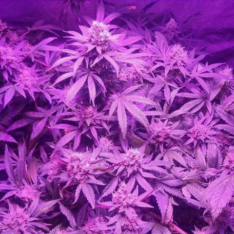 Ed Rosenthal Super Bud growlog photo: Blüte