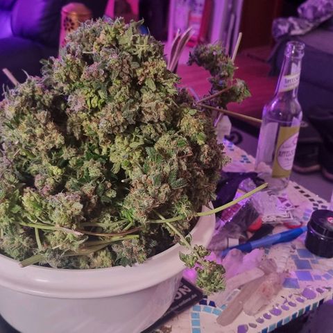 Ed Rosenthal Super Bud growlog photo: Super