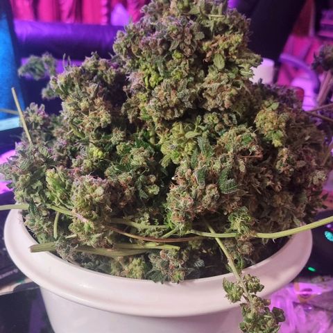 Ed Rosenthal Super Bud growlog photo: 788 g