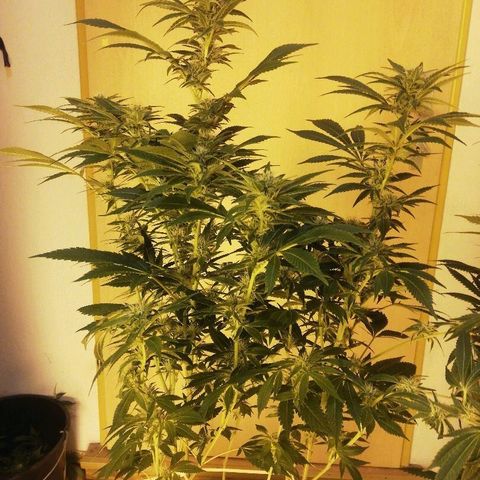 Bubba Kush growlog timeline photo
