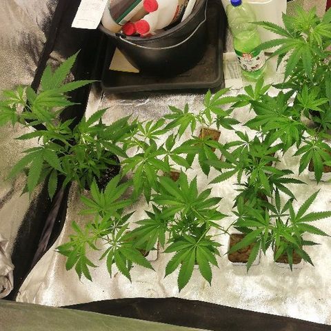 LSD #2 growlog photo: New Girls in Town
