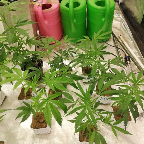 LSD #2 growlog timeline photo