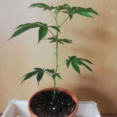 Kosher Tangie #1 growlog timeline photo