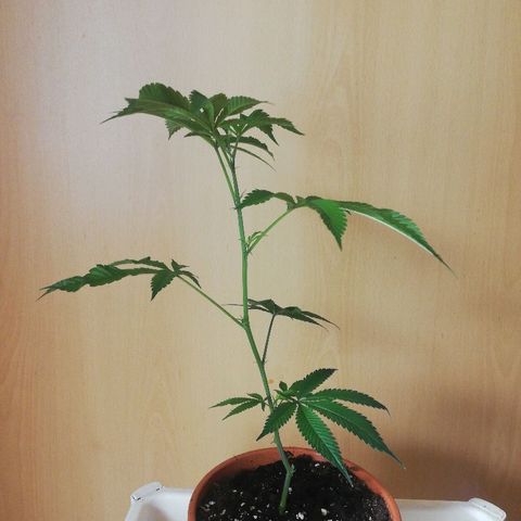 Kosher Tangie #1 growlog timeline photo